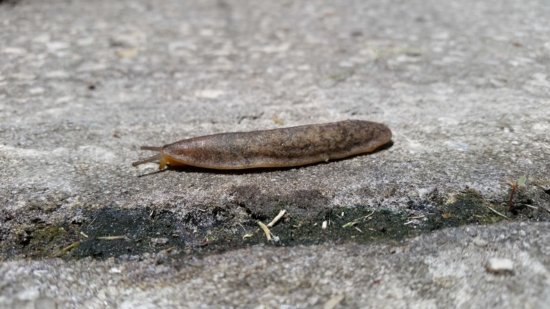 Slug.jpg