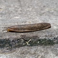 Slug.jpg