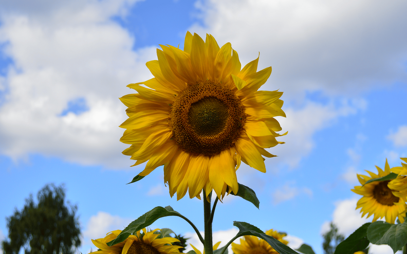 "Sun" in the sky