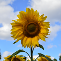 "Sun" in the sky