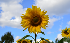 "Sun" in the sky
