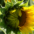 Sunflower Half Bloom