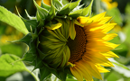 Sunflower Half Bloom