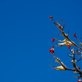 Wintery Rowan Tree