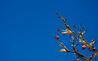 Wintery Rowan Tree