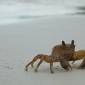 Crab walking on the beach