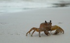 Crab walking on the beach